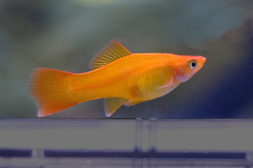 XIPHOPHORUS HELLERI